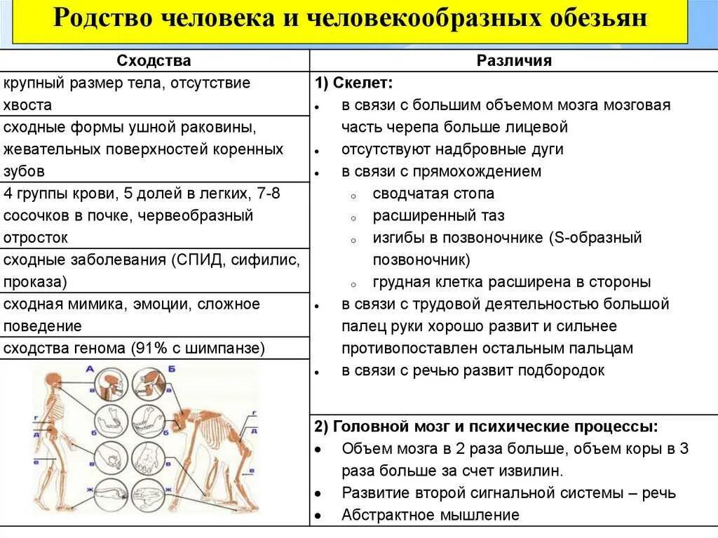 Человек и обезьяна сходства и различия. Сходства и различия человека и человекообразных обезьян. Сходство человека и человекообразныхоьезтян. Различия человек и чнловек образных.