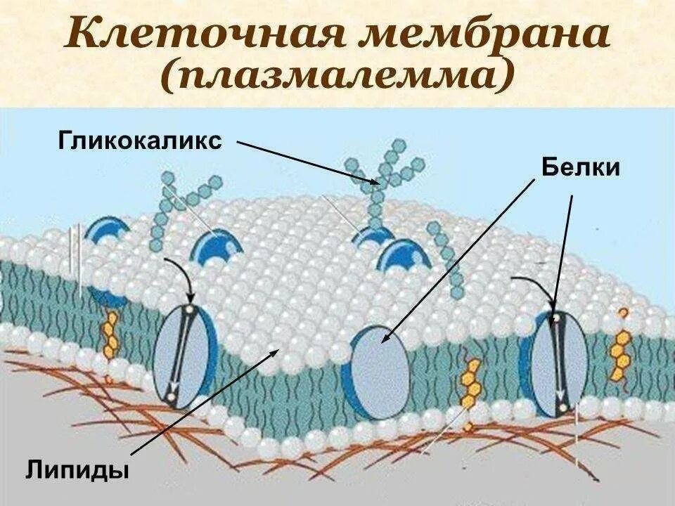 Строение оболочки животной клетки. Строение мембраны клетки гликокаликс. строение плазмалеммы растительной клетки. клеочная мембрана иплазмолема. плазматическая мембрана гликокаликс.