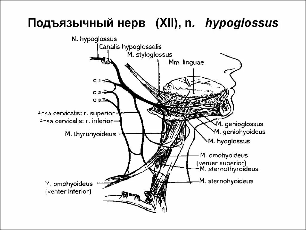 Подъязычный нерв нерв схема. XII пара. Подъязычный нерв (n. hypoglossus). XII пара - подъязычный нерв. Подъязычный нерв анатомия схема.