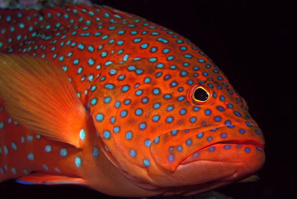 почему форель красного цвета