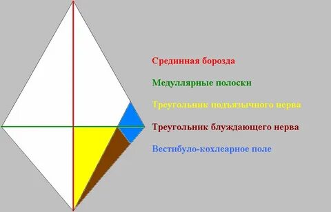 Ромбовидная ямка где