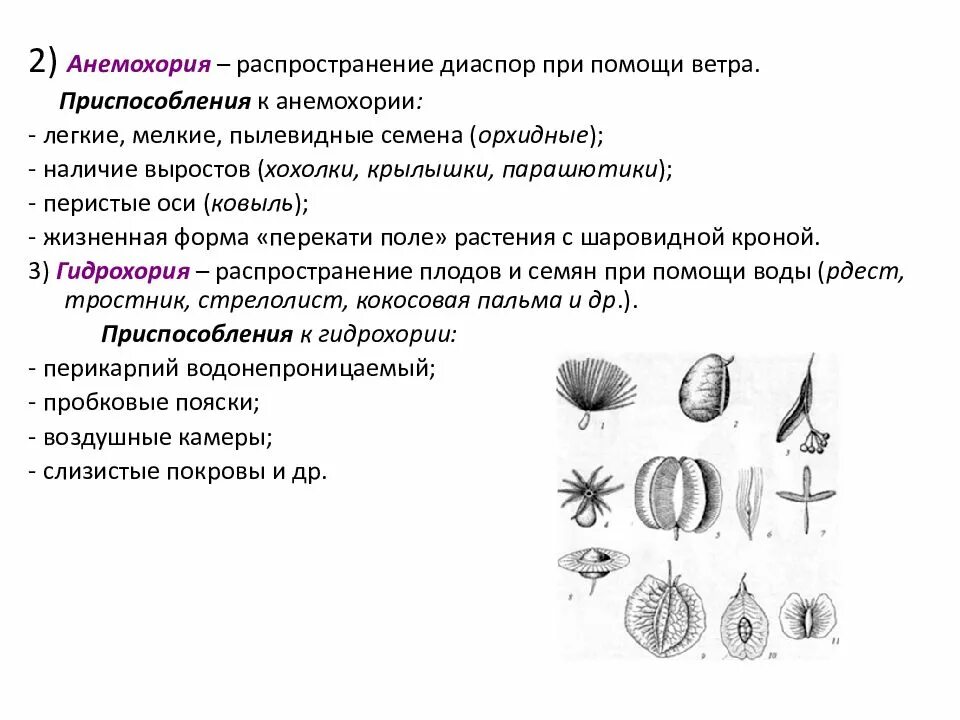 Плоды распространяемые ветром. Анемохория. Анемохория приспособления. Плоды анемохорных растений. Плоды и семена распространяемые ветром.