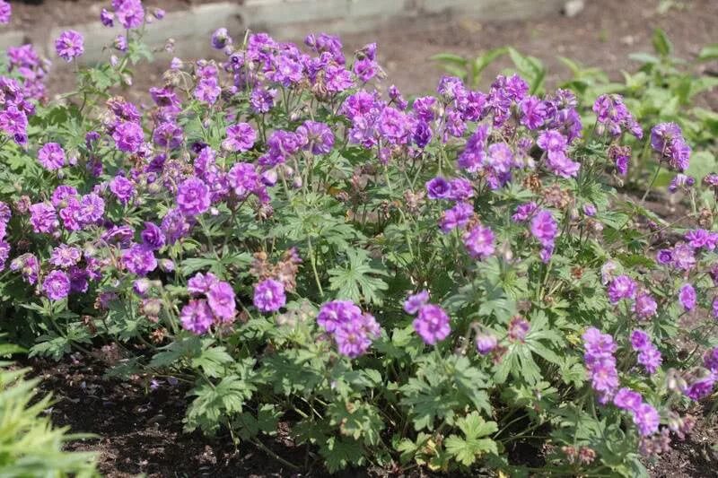 герань гималайская plenum (пленум). герань гималайская садовая. герань пленум. герань пленум. герань гималайская plenum.