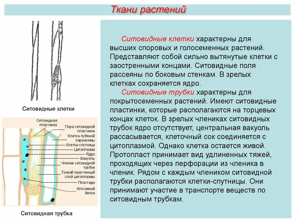 Строение трубочек. Ситовидные трубки и клетки-спутницы. Ситовидные клетки флоэмы. Строение ситовидной трубки и клетки-спутницы. 3) Ситовидные трубки.