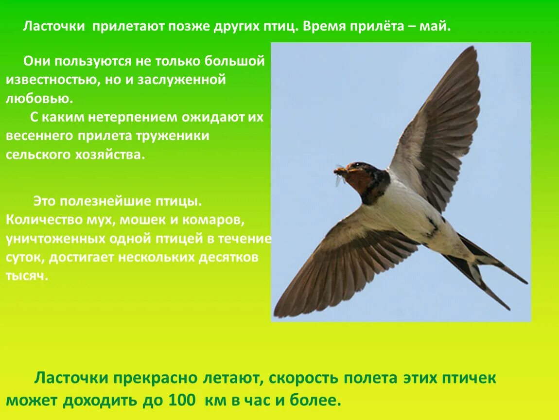 Ласточки прилетели. Презентация птицы весенние. Весенние птицы Ласточка. Прилетают птицы ласточки.