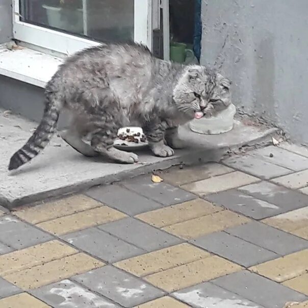 Как приучить уличную кошку