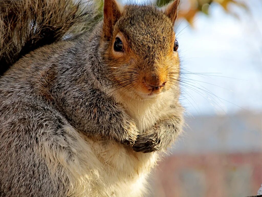 Белка вблизи. Белки. Самец белки. Самые красивые белки. Летучая белка.