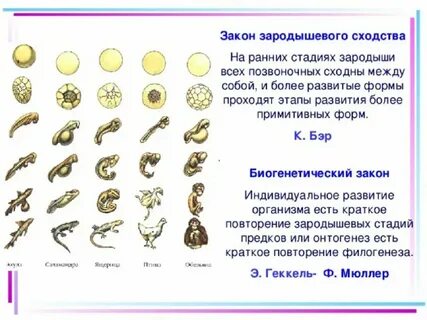Закон зародыша
