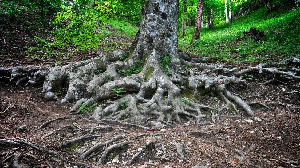 Tree roots
