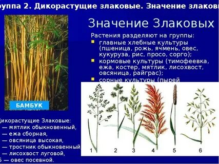 Какое значение культурных злаков в жизни человека