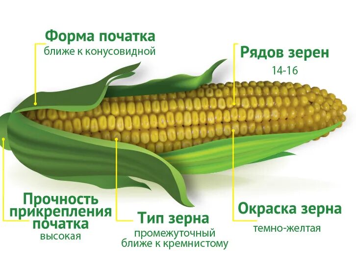 Семена кукурузы какую температуру. Строение кукурузы. Строение кукурузы биология. Структура початка кукурузы. Строение початка кукурузы.