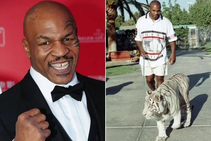 Тайсон с блогером. Mike Tyson Tiger. Тайсон с тигром. Тигр майка Тайсона. Майк Тайсон с тигром фото.