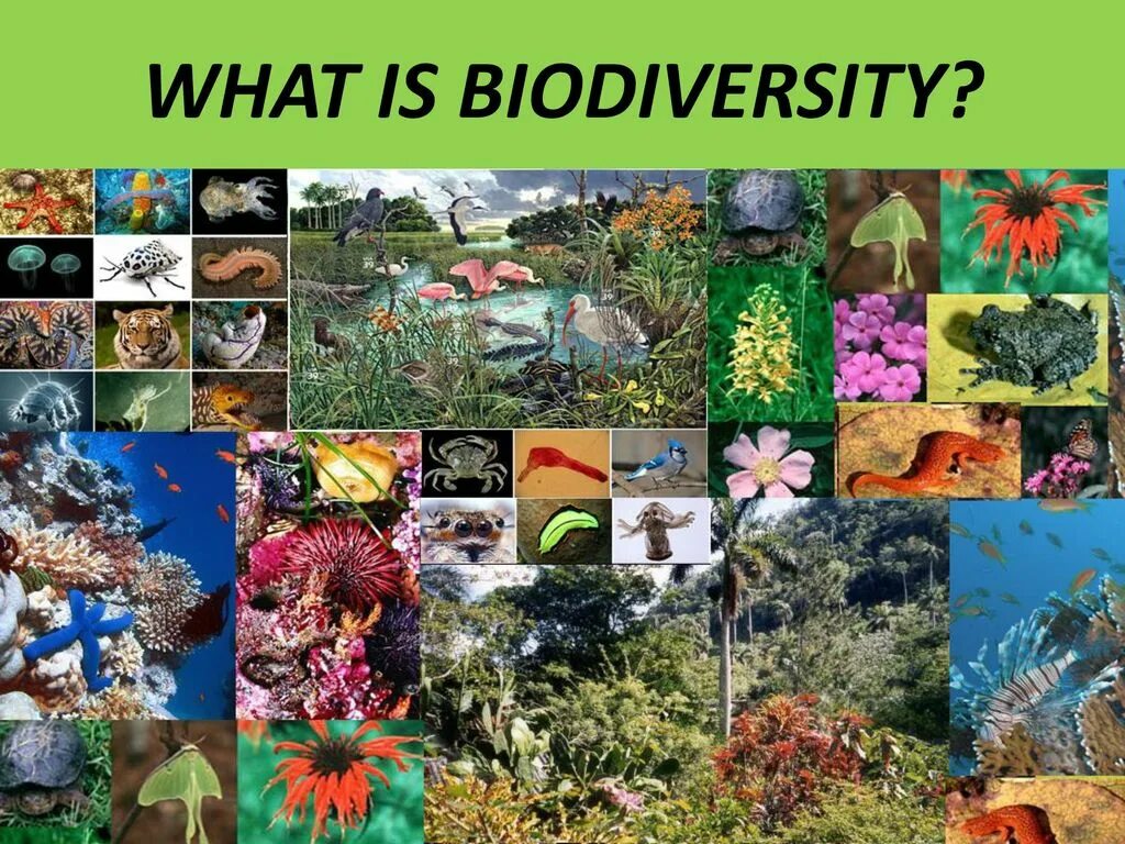 Биологическое разнообразие. Разнообразие Флоры и фауны. Виды биологического разнообразия. Многообразие видов на земле.