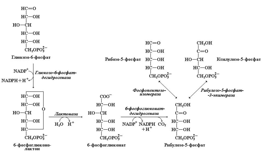 Пентозофосфатный путь реакции окислительного этапа. Неокислительный этап пентозофосфатного пути окисления Глюкозы. Реакции неокислительного этапа пентозофосфатного пути. Реакция окисления этапа пентозофосфатного пути. Последовательность процессов при окислении фруктозы