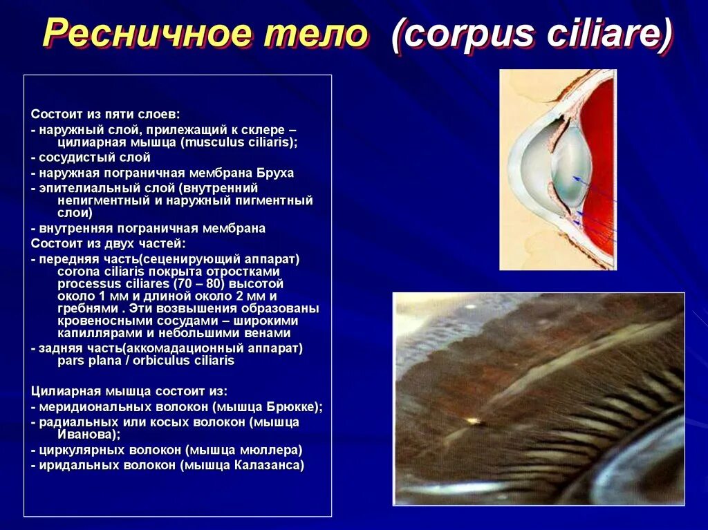 Ресничная мышца глаза функции. Ресничные отростки ресничного тела. Pесничное тело, Corpus ciliare. Ресничное тело строение. Ресничное тело глаза строение.