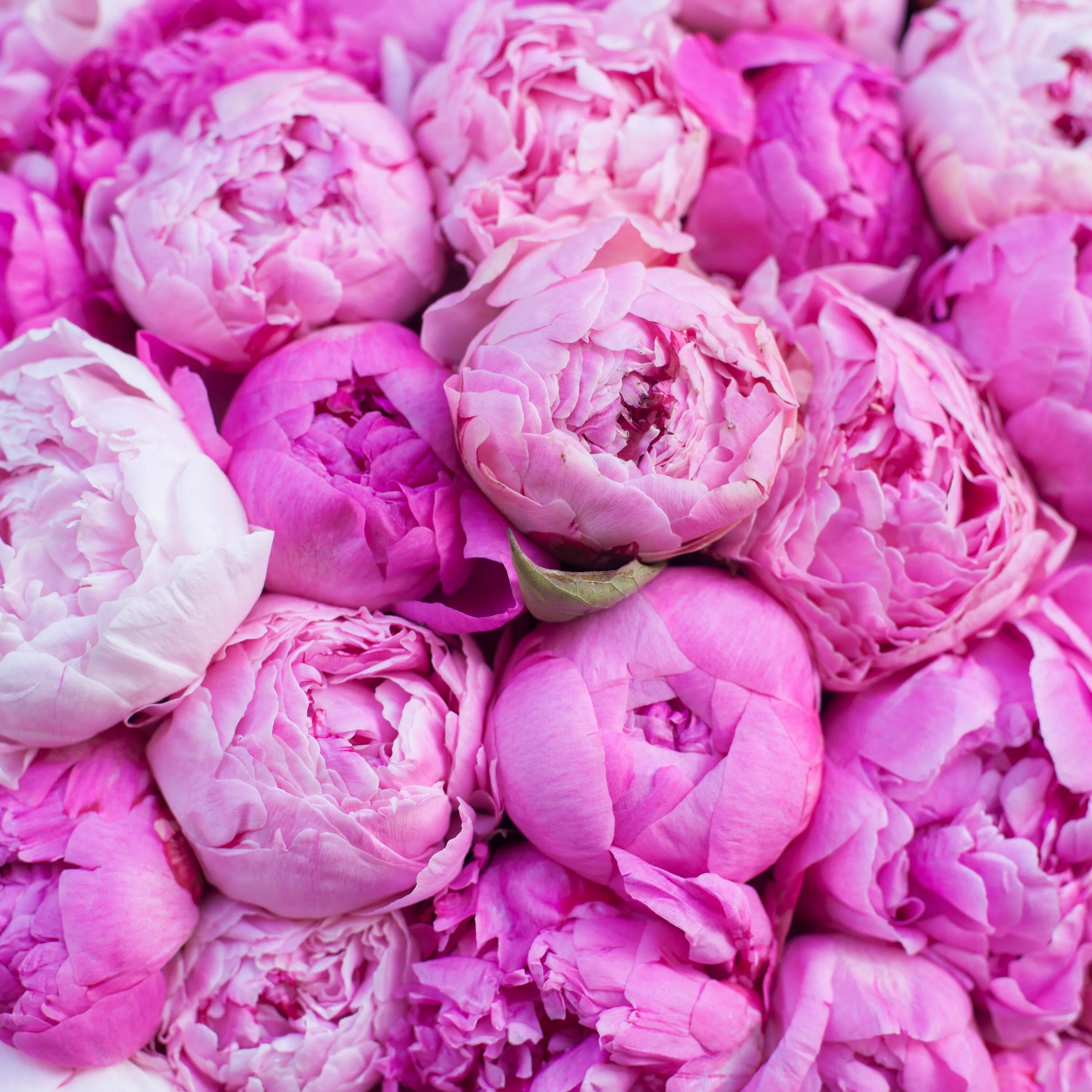 Пионы какой срез. Пионы марсала. Букет пионов розовидных. Пион розовидный. Пион вильхельмин.