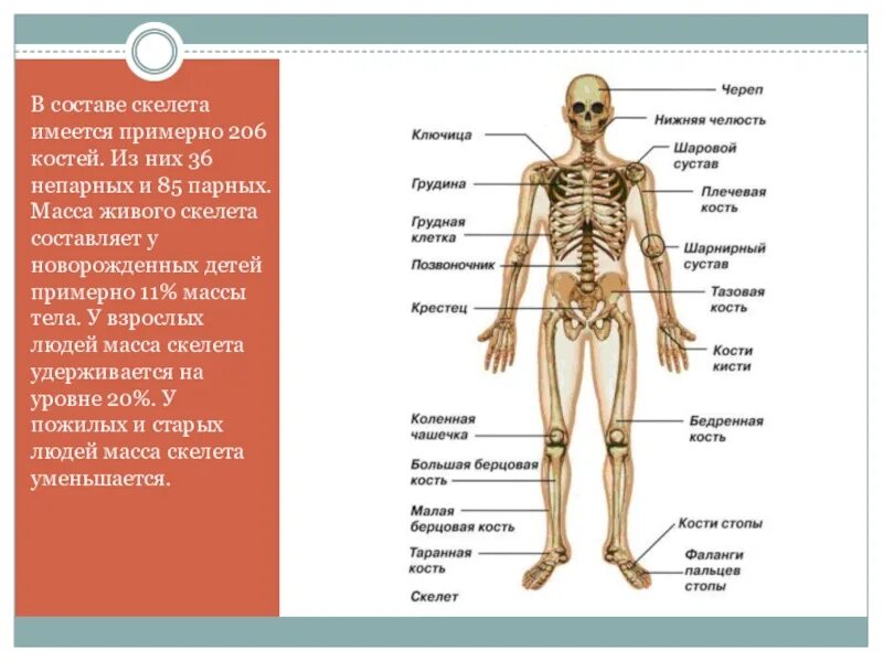 Кости и их соединения анатомия. Система костей и их соединений. Скелет строение состав. Строение скелета соединения.