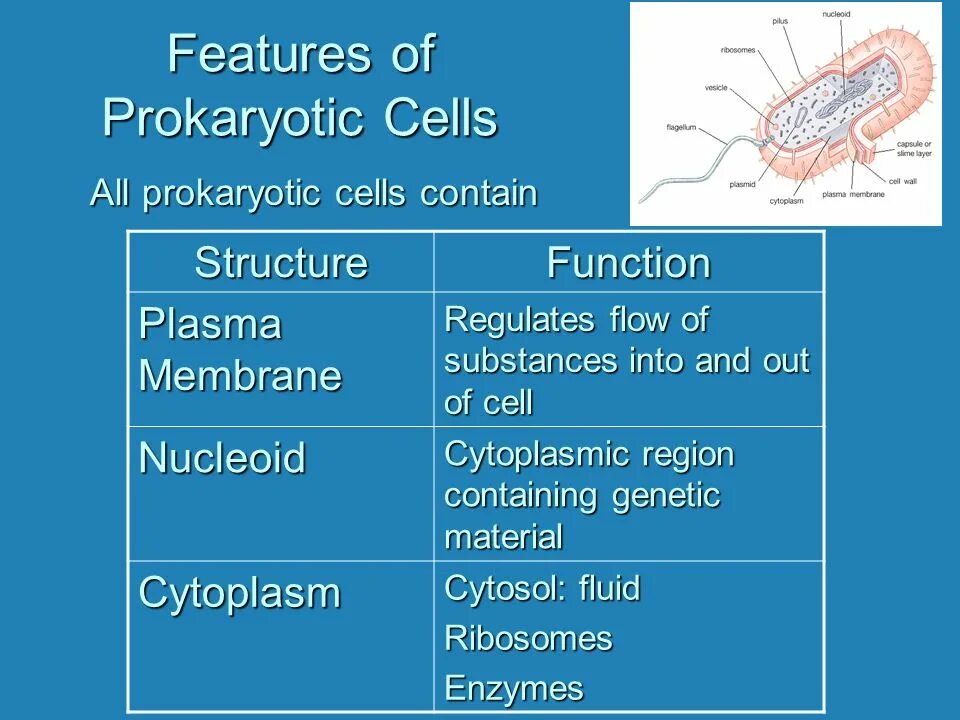 Cell contains. Prokaryotic Cell structure. Prokaryotic Cell function. Prokaryotic ribosomes structure. The typical features of prokaryotic Cells..