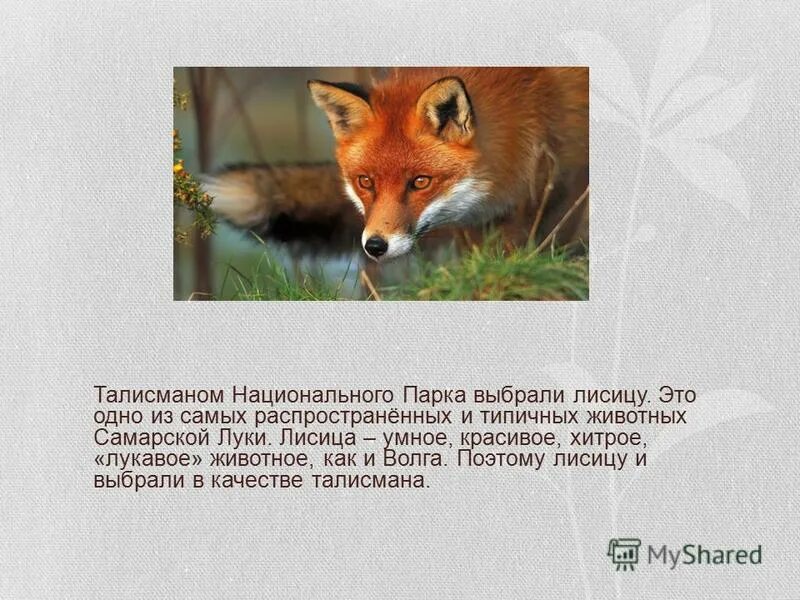 В какой зоне не встречается лисица. В какой зоне не встречается лисица