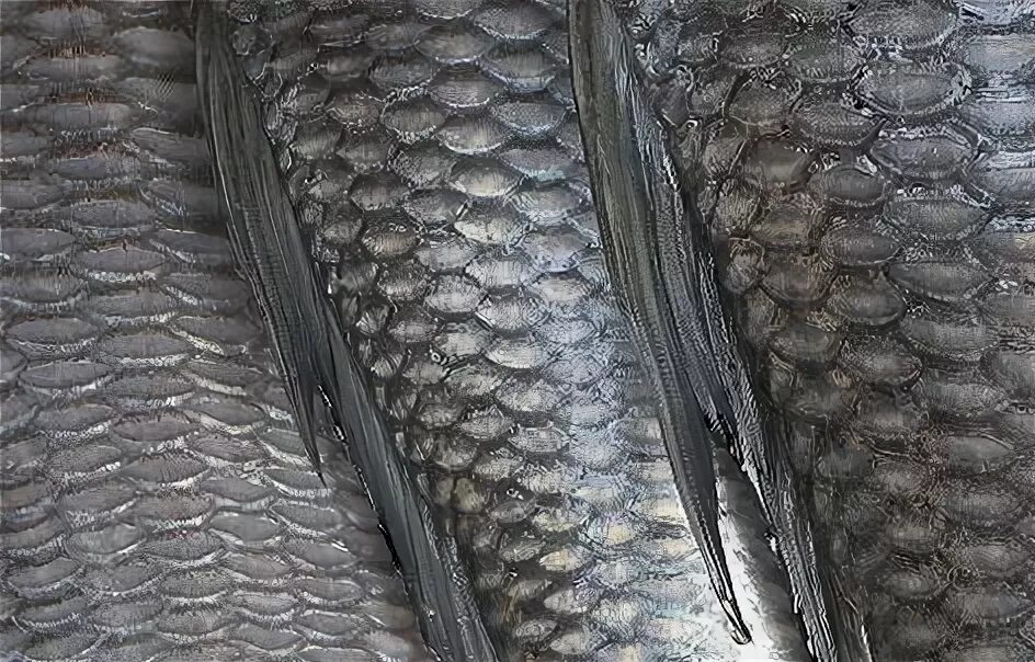 чешуя свежей рыбы. сельдь сардина иваси. селедка с крупной чешуей. сельдь имеет чешую. чешуйка рыбы.