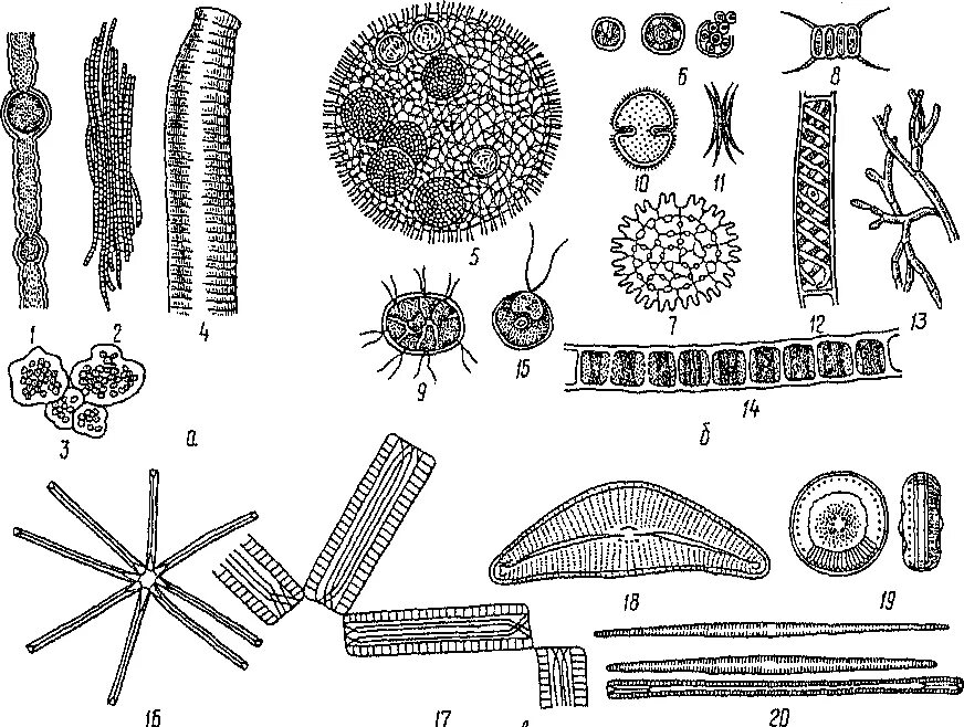 Фитопланктон виды. Фитопланктон диатомовые водоросли. Синезеленые водоросли фитопланктон. Фитопланктон зеленые водоросли. Одноклеточные планктонные водоросли.