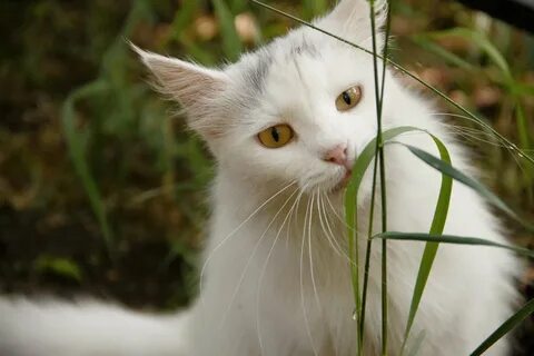 Покажи белых кошек