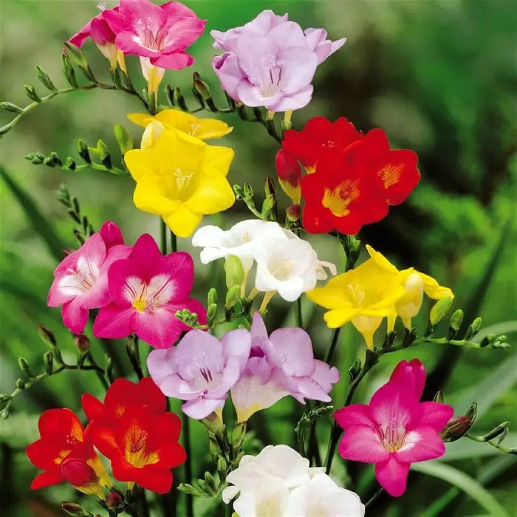 Фрезия (freesia). Фрезия махровая. Фрезия махровая микс. Фрезия гибридная махровая ред. Фрезия махровая.