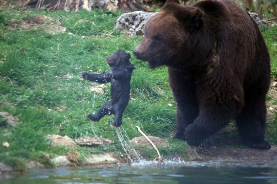 Опасны ли медведи. Медведь самец. Опасный медведь. Здоровый медведь.