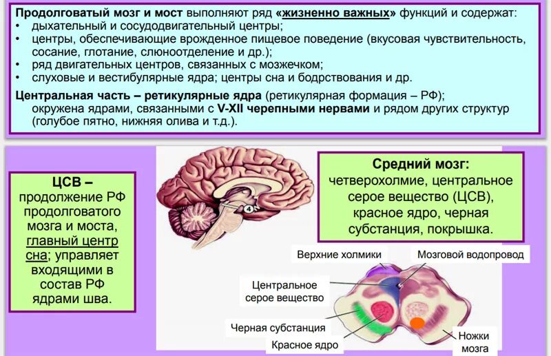 Нервные продолговатого мозга. Задний мозг. Продолговатый мозг. Строение функции. Функции продолговатого мозга мозга. Структура продолговатого мозга, центры и функции. Структура и функции продолговатого мозга и варолиева моста./.