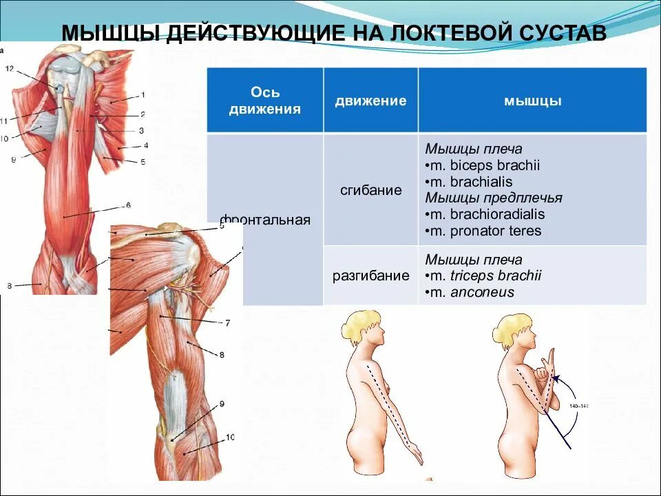 Мышцы и суставы. Мышцы сгибающие и разгибающие локтевой сустав. Мышцы приводящие в движение локтевой сустав. Мышцы сгибатели локтевого сустава. Мышцы плеча действующие на локтевой сустав.