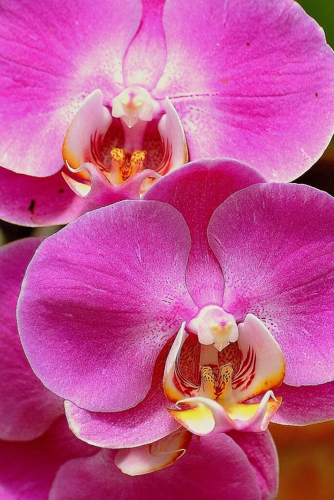 Орхидеи желто розовые. Фаленопсис Орхидея Josefina. Фаленопсис Орхидея Pink. Розовая Орхидея фаленопсис.