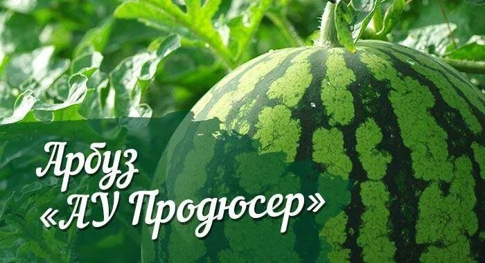 Сорт арбуза продюсер. Арбузы для Сибири лучшие сорта. Семена арбуза продюсер. Семена Арбуз ау продюсер.