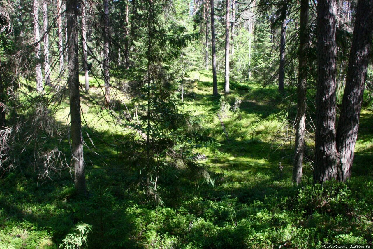 смешанные (хвойно-широколиственные) леса китая. елово-широколиственные смешанные леса. труднопроходимый хвойный лес. извилистая лесная тропинка. лес.