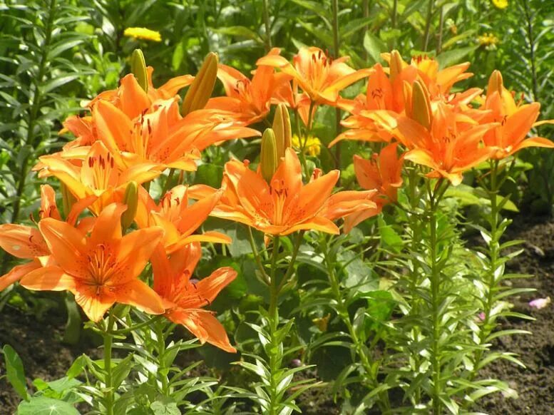 лилия садовая красная. многолетние цветы лилии. лилия пурпл харт. лилия многолетник. многолетние цветы лилии.