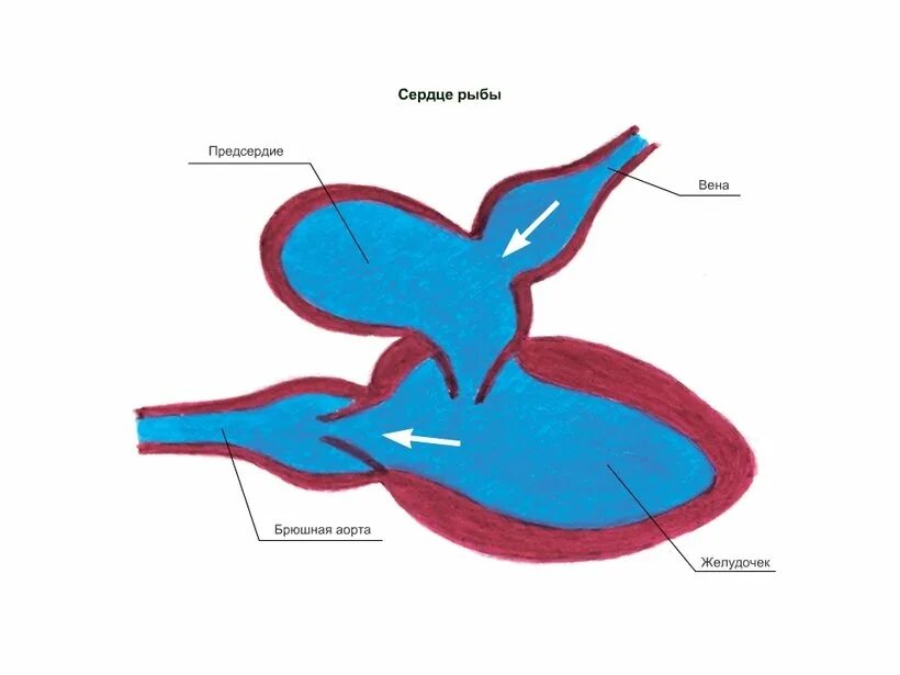 Сердце рыб состоит из камер. Схема строения сердца рыб. Схема строения сердца у костных рыб. Строение сердца костных рыб. Строение сердца костистых рыб.