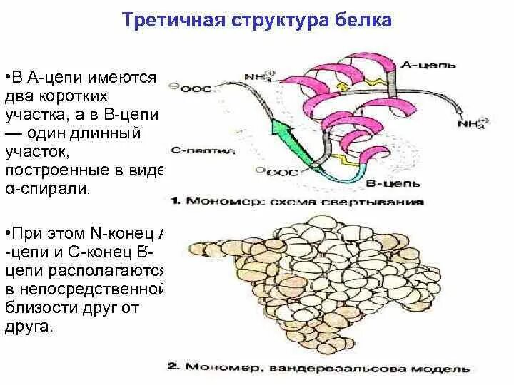 Особенности внутреннего строения белки. Третичная структура молекулы белка. Структурная организация белков. Третичная структура белка схема. Белок третичная структура.