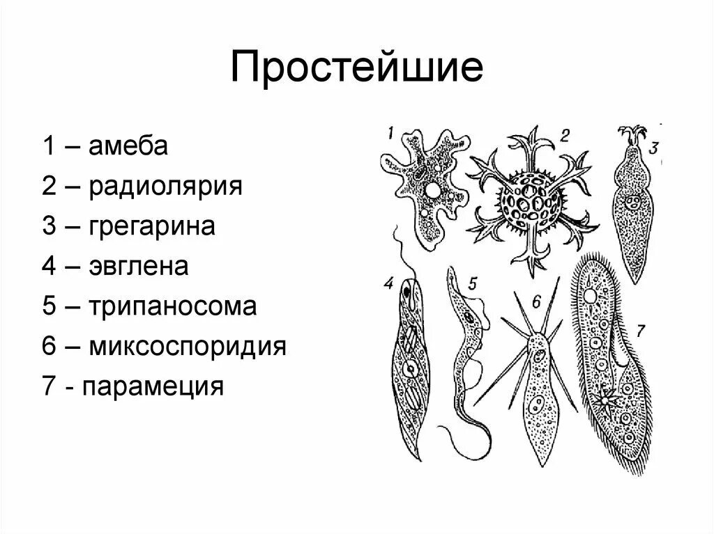 Строение типа простейшие. Тип простейшие protozoa. Представители простейших. Представленных простейших.. Многообразие простейших животных.