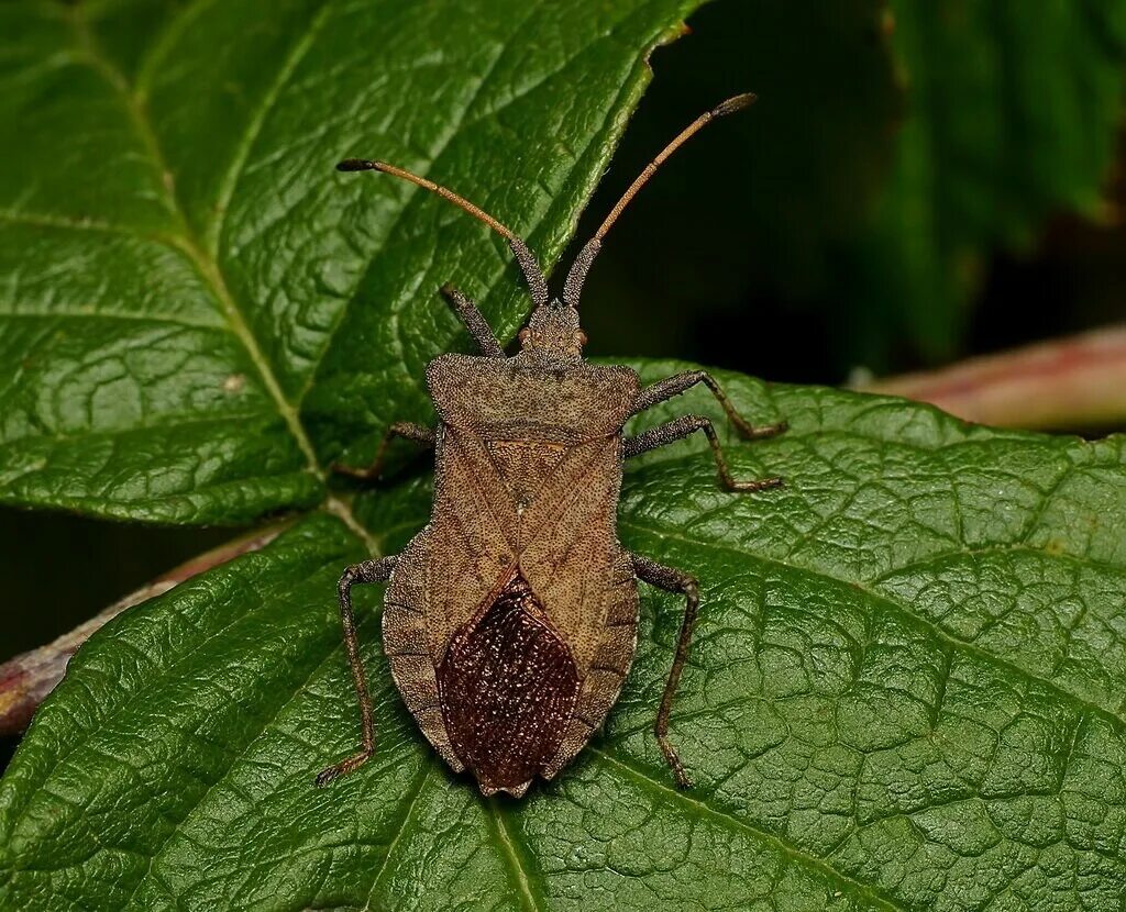 Краевик щавелевый - Coreus marginatus. Клоп краевик щавелевый. Краевик окаймленный (щавелевый).. Клоп краевик окаймленный.