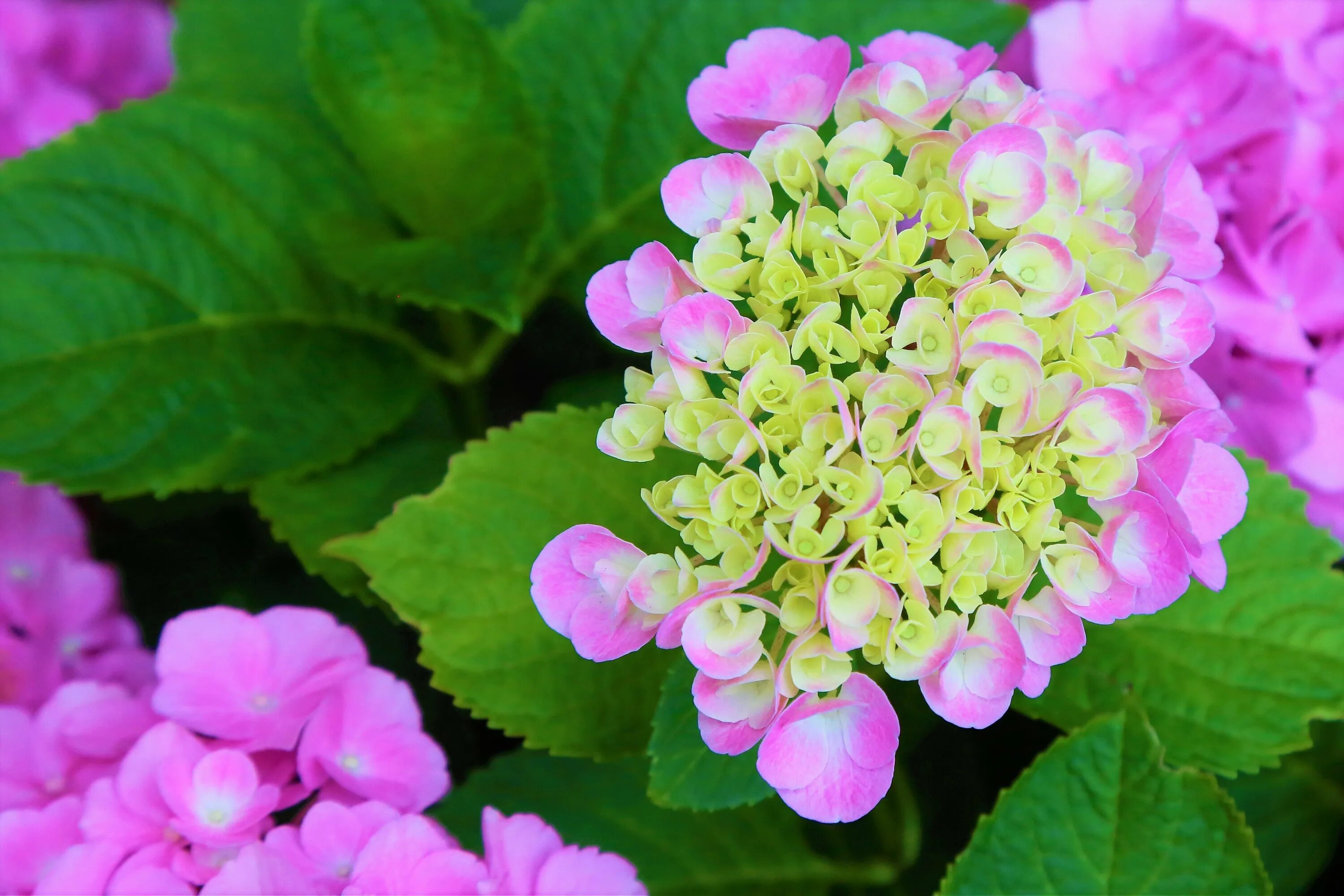 Hydrangea macrophylla 'Ayesha' - Google Search Hydrangea macrophylla