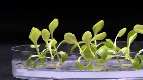 Lets plant