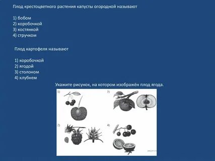 Крестоцветная капуста плод
