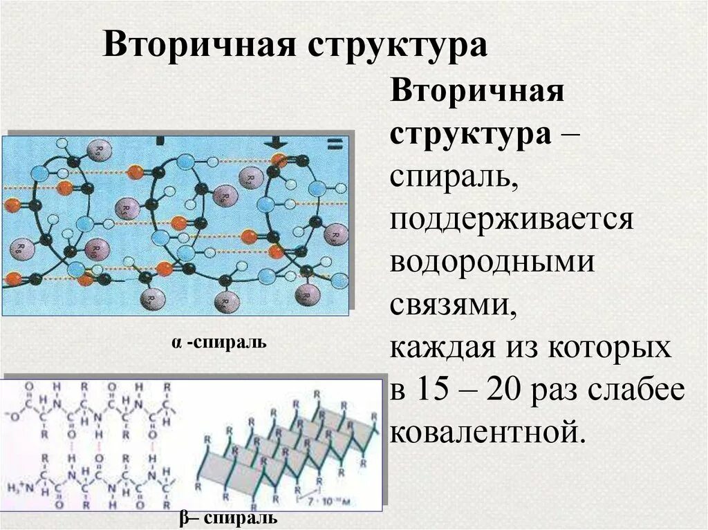 Вторичную структуру в основном поддерживают