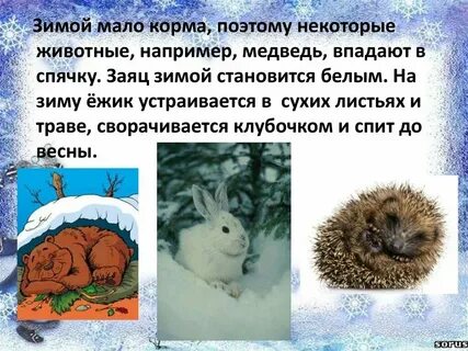 Хамелеон впадает в спячку