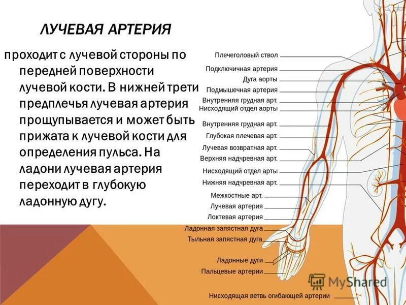 Правая лучевая артерия. Расположение лучевой артерии. Лучевая возвратная артерия. Топографическая анатомия лучевой артерии.