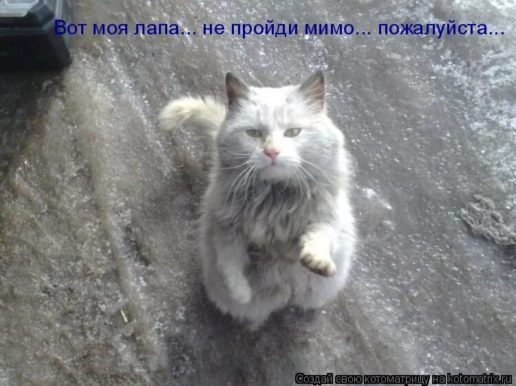 мимо пожалуйста. прости пожалуйста. бездомный кот. пожалуйста картинки. мемы ну пожалуйста.