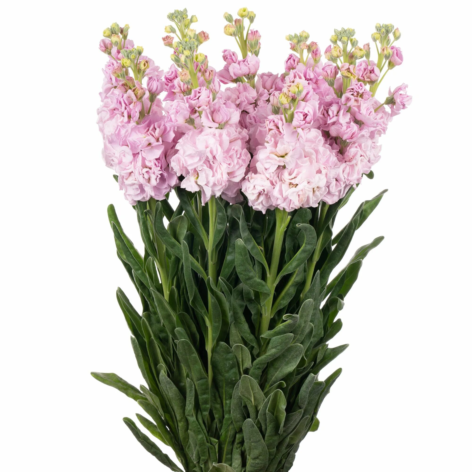 Маттиола двурогая. Маттиола двурогая лилак. Маттиола двурогая ночная фиалка. Двурога ночная фиалка маттиола двурогая. Маттиола двурогая.