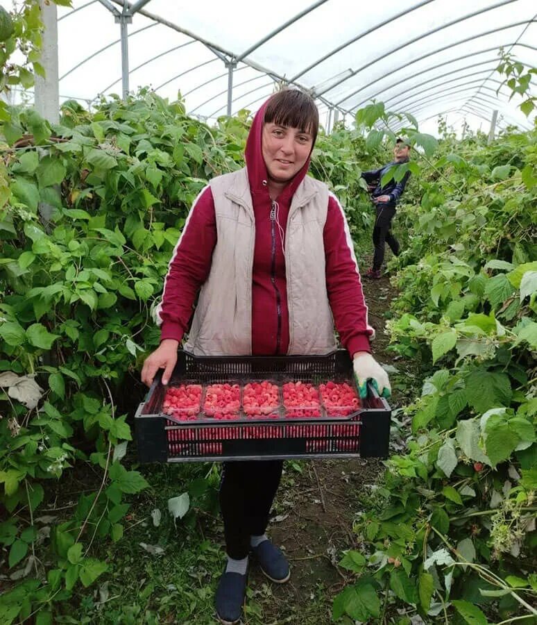 урожай клубники. подработка ягоды. ягоды в лукошке. сбор клубники. бизнес на ягодах.