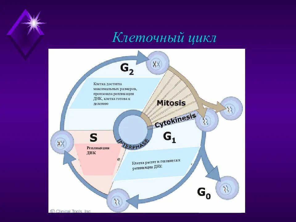 Клеточный цикл репликация ДНК. Жизненный цикл клетки. Репликация период клеточного цикла. Репликация фаза клеточного цикла.