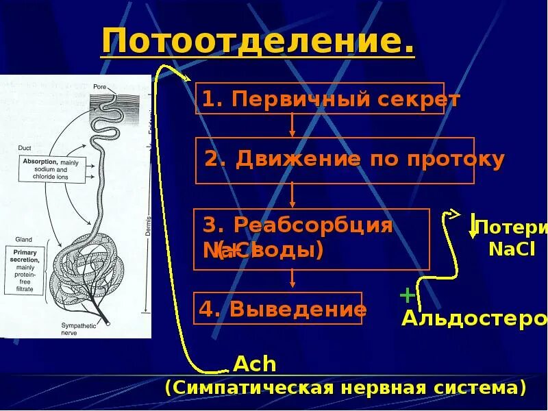 Механизм потоотделения. Механизмы регуляции потоотделения. Потоотделение схема. Рефлекс потоотделения. Участвует в регуляции температуры тела