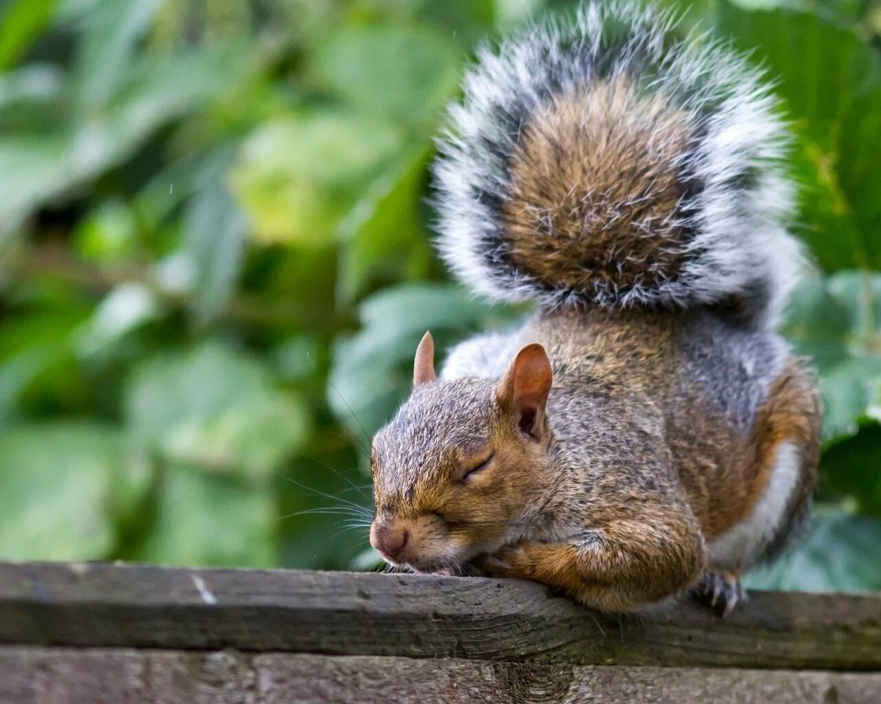 C squirrel